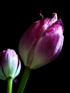 BLOGTULIPAS 1 100
